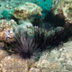Long-spined sea urchins in between rocks, off the coast of Dominica.